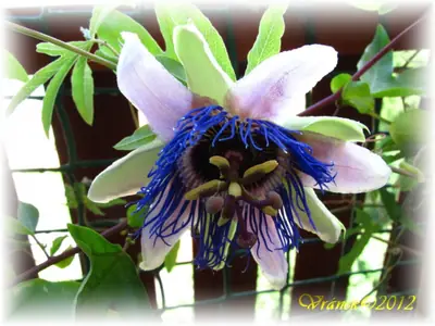 Mučenka (Passiflora) - vše o mučenkách