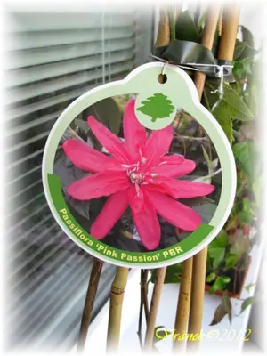Mučenka (Passiflora) - vše o mučenkách
