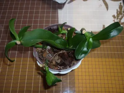 Orchideje phalaenopsis - pěstování