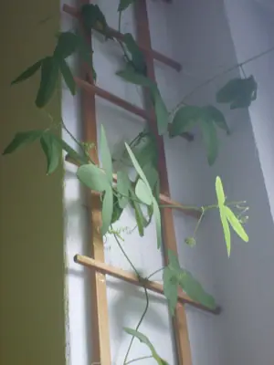 Mučenka (Passiflora) - vše o mučenkách