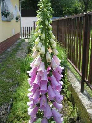 Náprstník