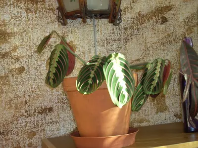 Maranta