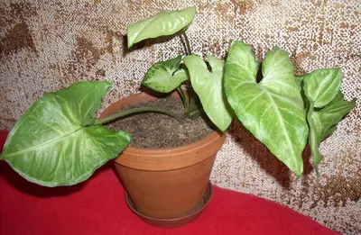 Syngónium
