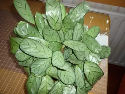 Kalatea