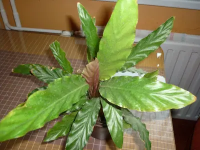 Kalatea