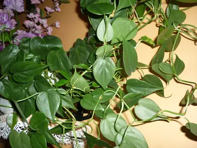 Filodendron