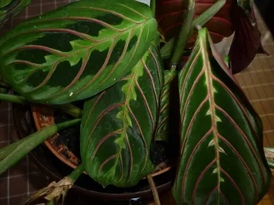 Maranta