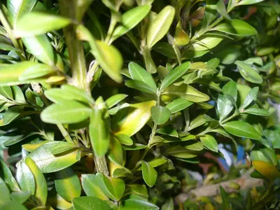 Spatne prospivajici buxus co s tim