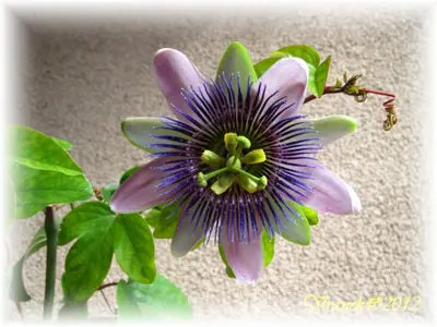 Mučenka (Passiflora) - vše o mučenkách