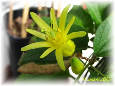 Mučenka (Passiflora) - vše o mučenkách