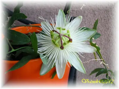 Mučenka (Passiflora) - vše o mučenkách