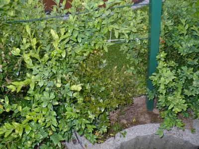 Spatne prospivajici buxus co s tim
