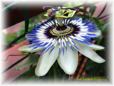 Mučenka (Passiflora) - vše o mučenkách