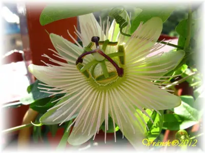 Mučenka (Passiflora) - vše o mučenkách