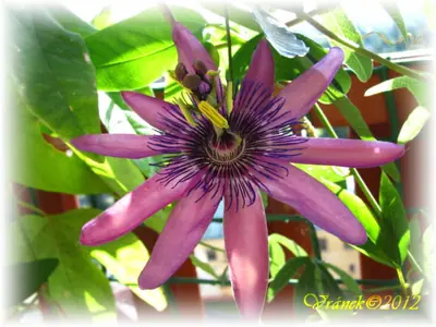 Mučenka (Passiflora) - vše o mučenkách