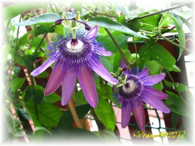 Mučenka (Passiflora) - vše o mučenkách
