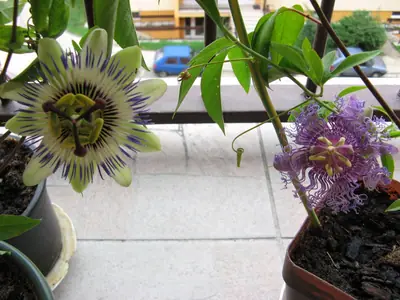Mučenka (Passiflora) - vše o mučenkách