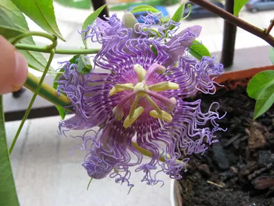 Mučenka (Passiflora) - vše o mučenkách