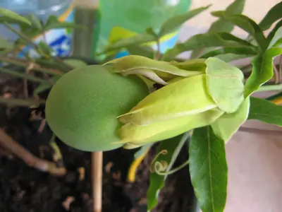 Mučenka (Passiflora) - vše o mučenkách