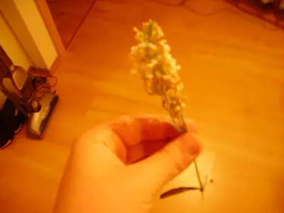 Co je toto za květinu ?