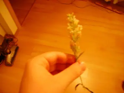 Co je toto za květinu ?