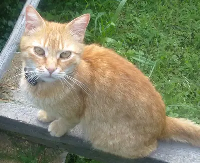Kočky - jak na výkaly?
