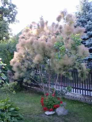Ruj vlasatá