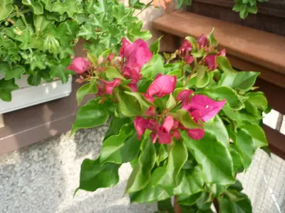 Bougainvillea vášeň pro její pěstování