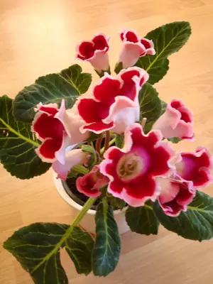 Gloxínie