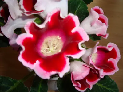 Gloxínie