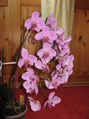 Bougainvillea vášeň pro její pěstování