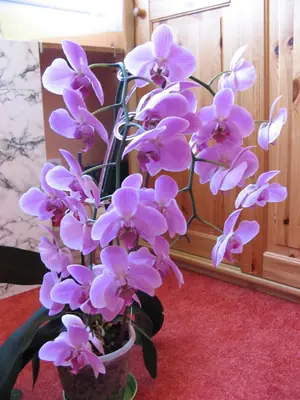 Bougainvillea vášeň pro její pěstování