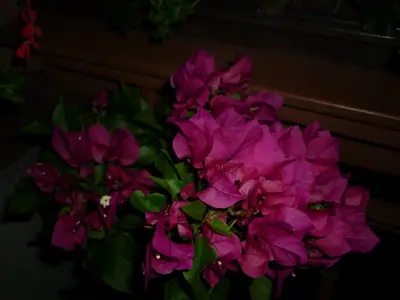 Bougainvillea vášeň pro její pěstování