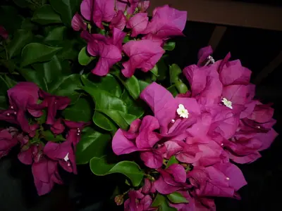 Bougainvillea vášeň pro její pěstování