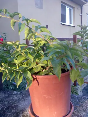 Bougainvillea vášeň pro její pěstování