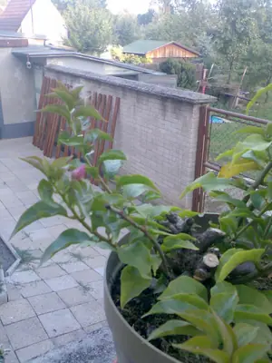 Bougainvillea vášeň pro její pěstování