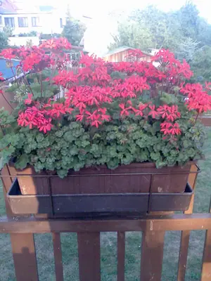 Bougainvillea vášeň pro její pěstování
