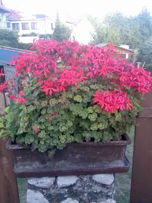 Bougainvillea vášeň pro její pěstování