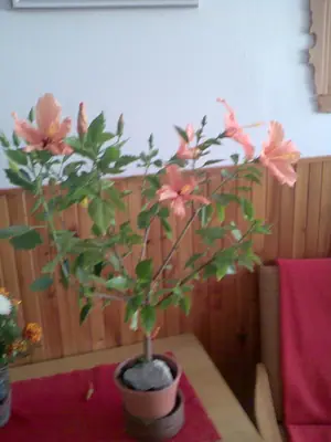 Bougainvillea vášeň pro její pěstování