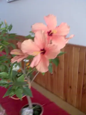 Bougainvillea vášeň pro její pěstování