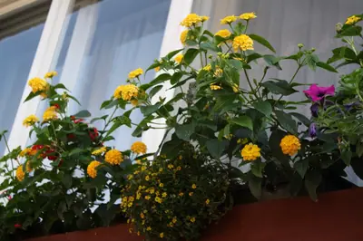 Bougainvillea vášeň pro její pěstování