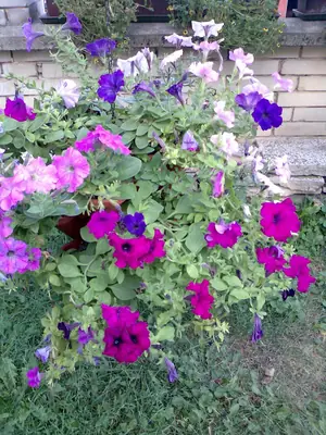 Bougainvillea vášeň pro její pěstování