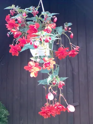 Bougainvillea vášeň pro její pěstování