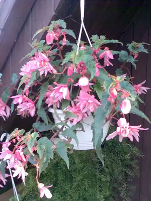 Bougainvillea vášeň pro její pěstování