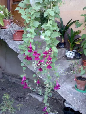 Bougainvillea vášeň pro její pěstování