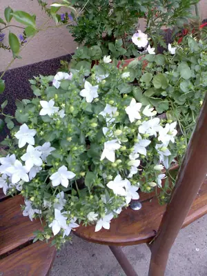 Bougainvillea vášeň pro její pěstování