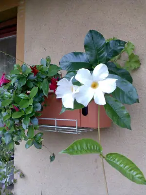 Bougainvillea vášeň pro její pěstování