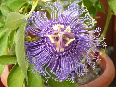 Mučenka (Passiflora) - vše o mučenkách