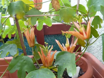 Mučenka (Passiflora) - vše o mučenkách