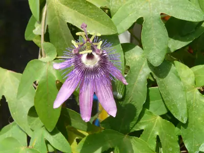 Mučenka (Passiflora) - vše o mučenkách